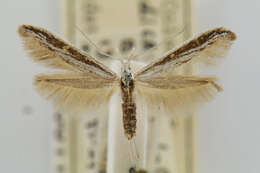 Image of Coleophora discostriata Walsingham 1882