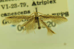 Image of Coleophora atriplicivora Cockerell 1898