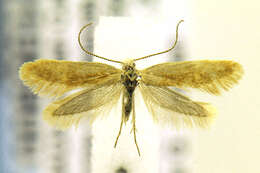 Image of Acanthoctesia