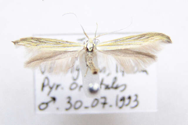 Image of Coleophora nevadella Baldizzone 1985