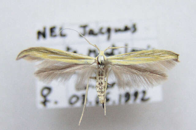 Image of Coleophora nevadella Baldizzone 1985