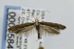 صورة Plutella xylostella Linnaeus 1767