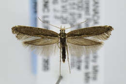 صورة Plutella xylostella Linnaeus 1767