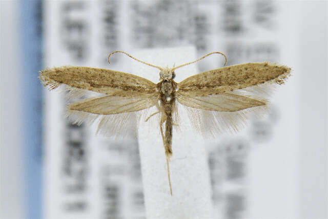 صورة Plutella xylostella Linnaeus 1767