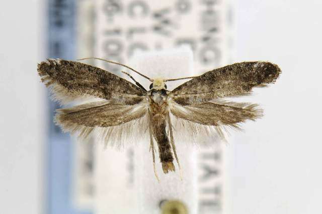 Image of <i>Paraswammerdamia nebulella</i>