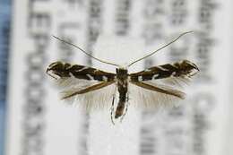 Image of Locust Digitate Leafminer