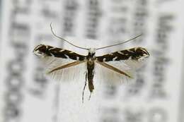 Image of Locust Digitate Leafminer