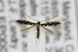 Image of Locust Digitate Leafminer