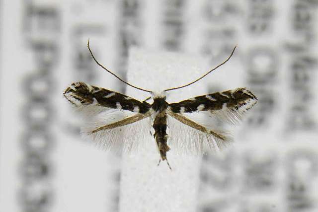 Image of Locust Digitate Leafminer