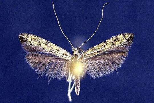 Image of Caloptilia strictella (Walker 1864)