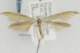 Image of Coleophora nevadella Baldizzone 1985