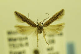 Image of Scrobipalpula sacculicola Braun 1925