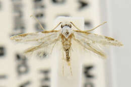 Image of tineid moths