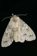 Image of Fingered Dagger Moth