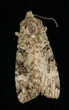 Anaplectoides prasina Schiffermüller 1775的圖片