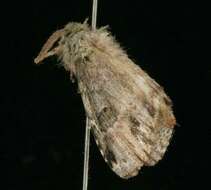 Image of Variegated Prominent, Unicorn Caterpillar Moth