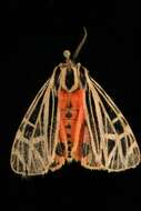 Image of Virgin Tiger Moth