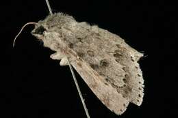 Image of Fingered Dagger Moth