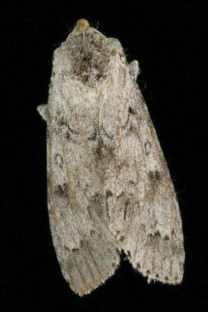 Image of Fingered Dagger Moth