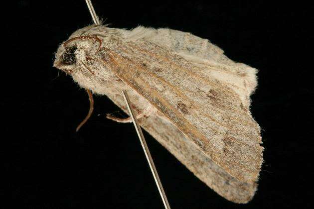 Image of Fingered Dagger Moth