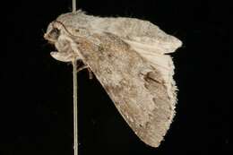 Image of Fingered Dagger Moth