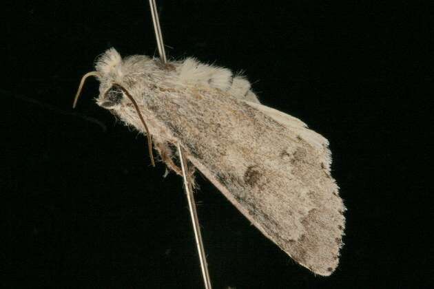 Image of Fingered Dagger Moth