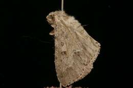 Image of Fingered Dagger Moth