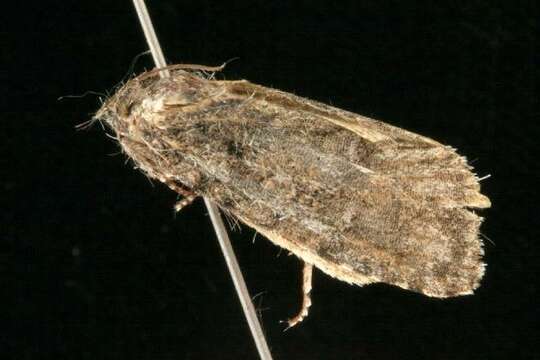 Image of Acronicta tristis Smith 1911