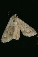 Image of Fingered Dagger Moth