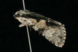 Image of Funerary Dagger Moth