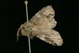 Image of Variegated Prominent, Unicorn Caterpillar Moth