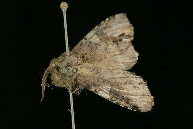 Image of Variegated Prominent, Unicorn Caterpillar Moth