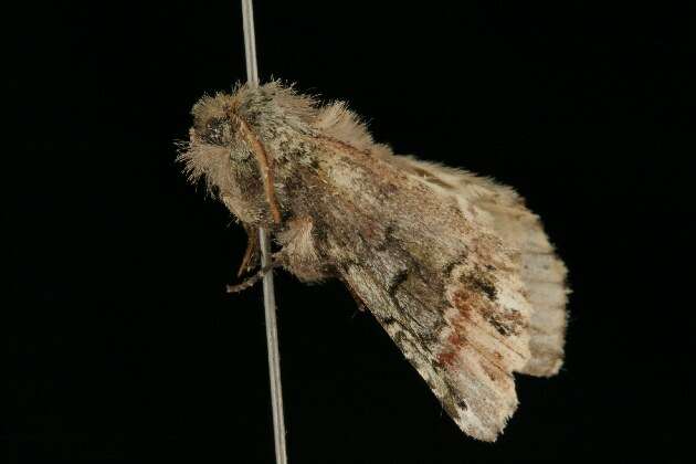 Image of Variegated Prominent, Unicorn Caterpillar Moth