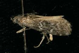 Image of Evergreen Coneworm Moth