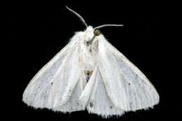 Imagem de Spilosoma virginica Fabricius 1798