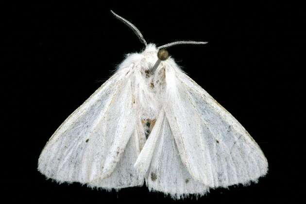 Imagem de Spilosoma virginica Fabricius 1798