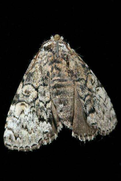 Image of The Laugher Moth