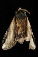 Image of Black-rimmed Prominent