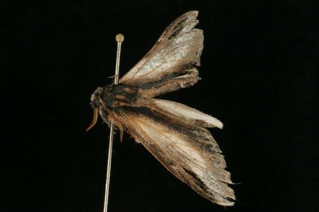 Image of Black-rimmed Prominent