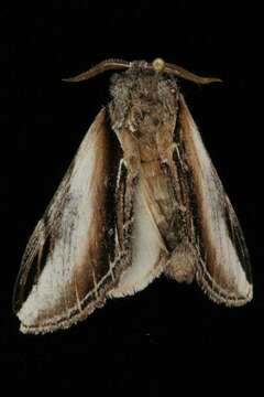 Image of Black-rimmed Prominent