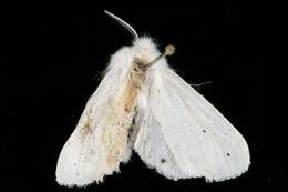 Imagem de Spilosoma virginica Fabricius 1798