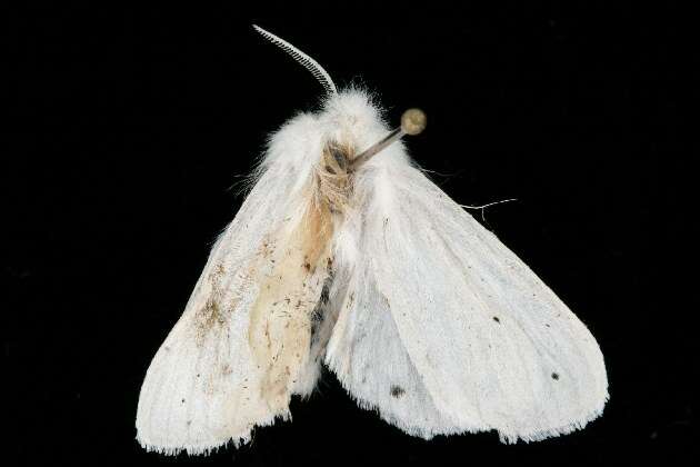 Imagem de Spilosoma virginica Fabricius 1798