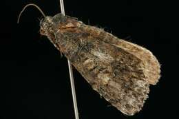 Imagem de Acronicta tristis Smith 1911