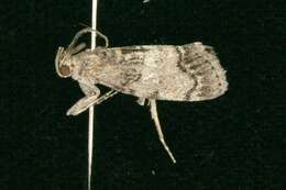 Image of Pococera maritimalis McDunnough 1939