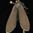 Image of Yellow-collared Scape Moth