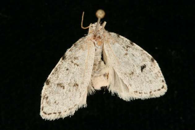 Image of Little White Lichen Moth