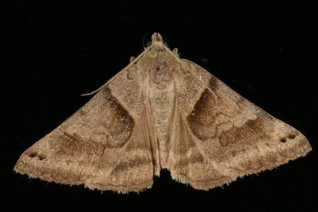 Image of Clover Looper, Range Grass-moth