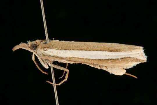 Image of Crambus unistriatellus Packard 1868