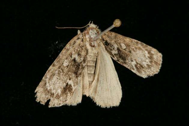 Image of Fragile Dagger Moth