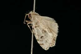 Image of Little White Lichen Moth